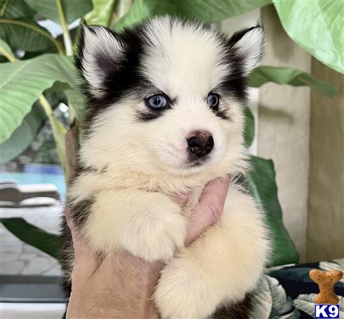 Puppy Pomsky Picture 3